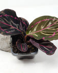 Baby Plant - Calathea Dottie Folia House