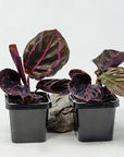 Baby Plant - Calathea Dottie Folia House