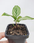 Baby Plant - Calathea Vittata Folia House