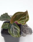 Baby Plant - Calathea roseopicta medallion Folia House