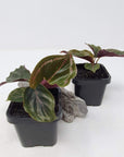 Baby Plant - Calathea roseopicta medallion Folia House