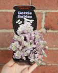 Baby Plant - Callisia Repens Pink Panther (Pink Lady) Folia House