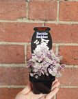 Baby Plant - Callisia Repens Pink Panther (Pink Lady) Folia House
