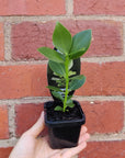Baby Plant - Clusia Rosea Folia House