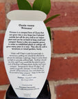 Baby Plant - Clusia Rosea Folia House