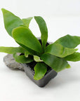 Baby Plant - Compact Staghorn Fern (Platycerium Netherlands Folia House
