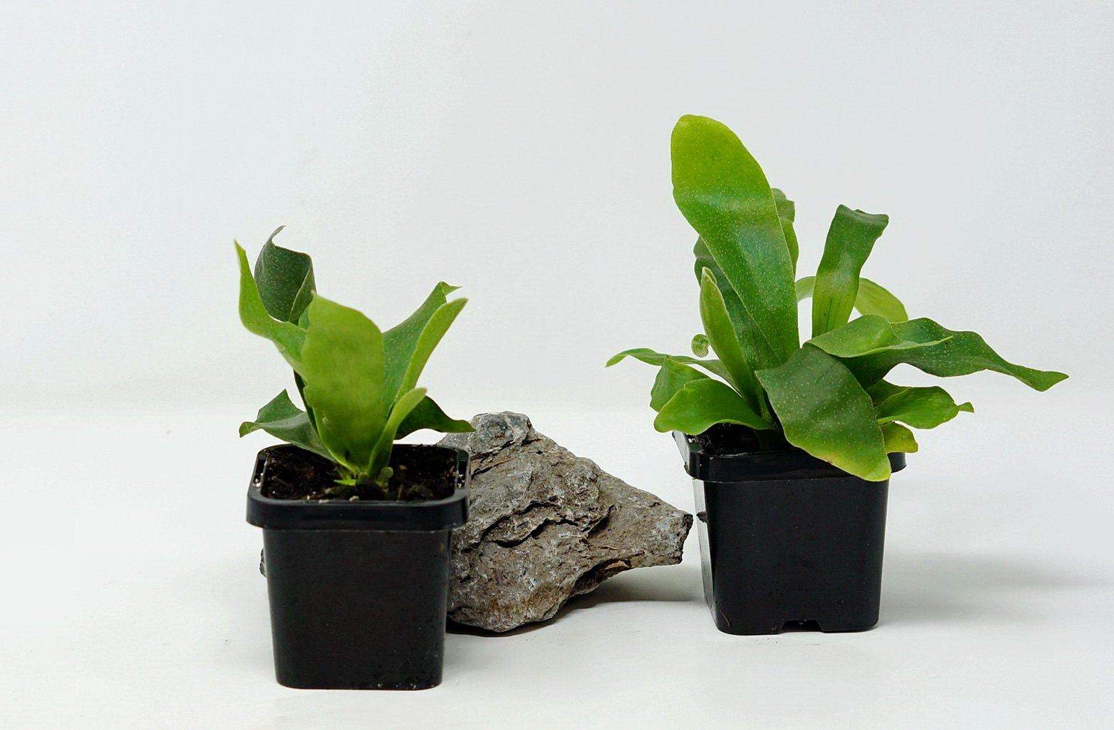Baby Plant Compact Staghorn Fern Folia House