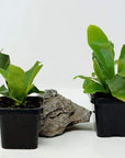 Baby Plant - Compact Staghorn Fern (Platycerium Netherlands Folia House