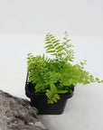 Baby Plant - Cotton Candy fern (Nephrolepsis Marisa) Folia House