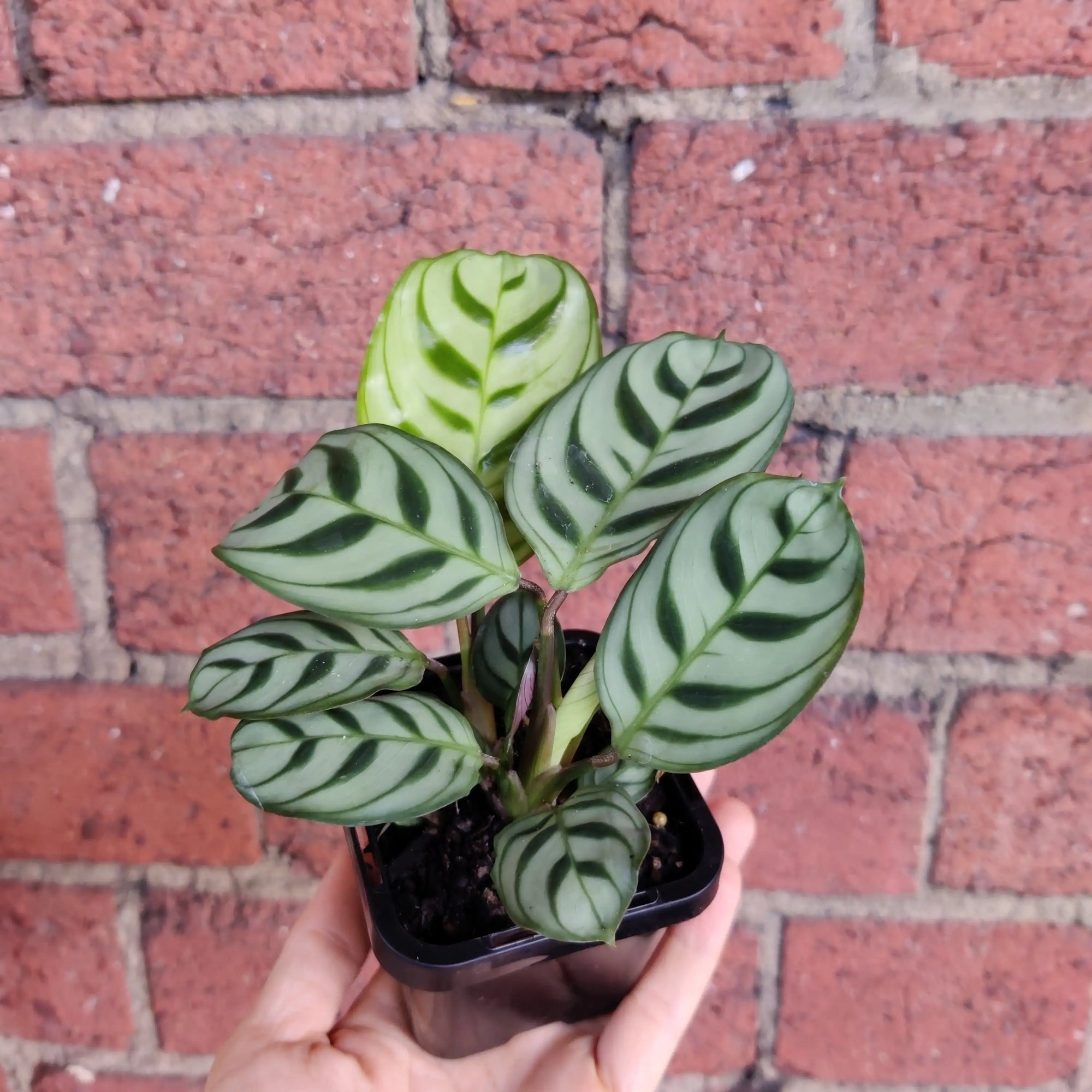 Baby Plant - Dark Vein Ctenanthe Burle Marxii Folia House