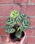 Baby Plant - Dark Vein Ctenanthe Burle Marxii Folia House