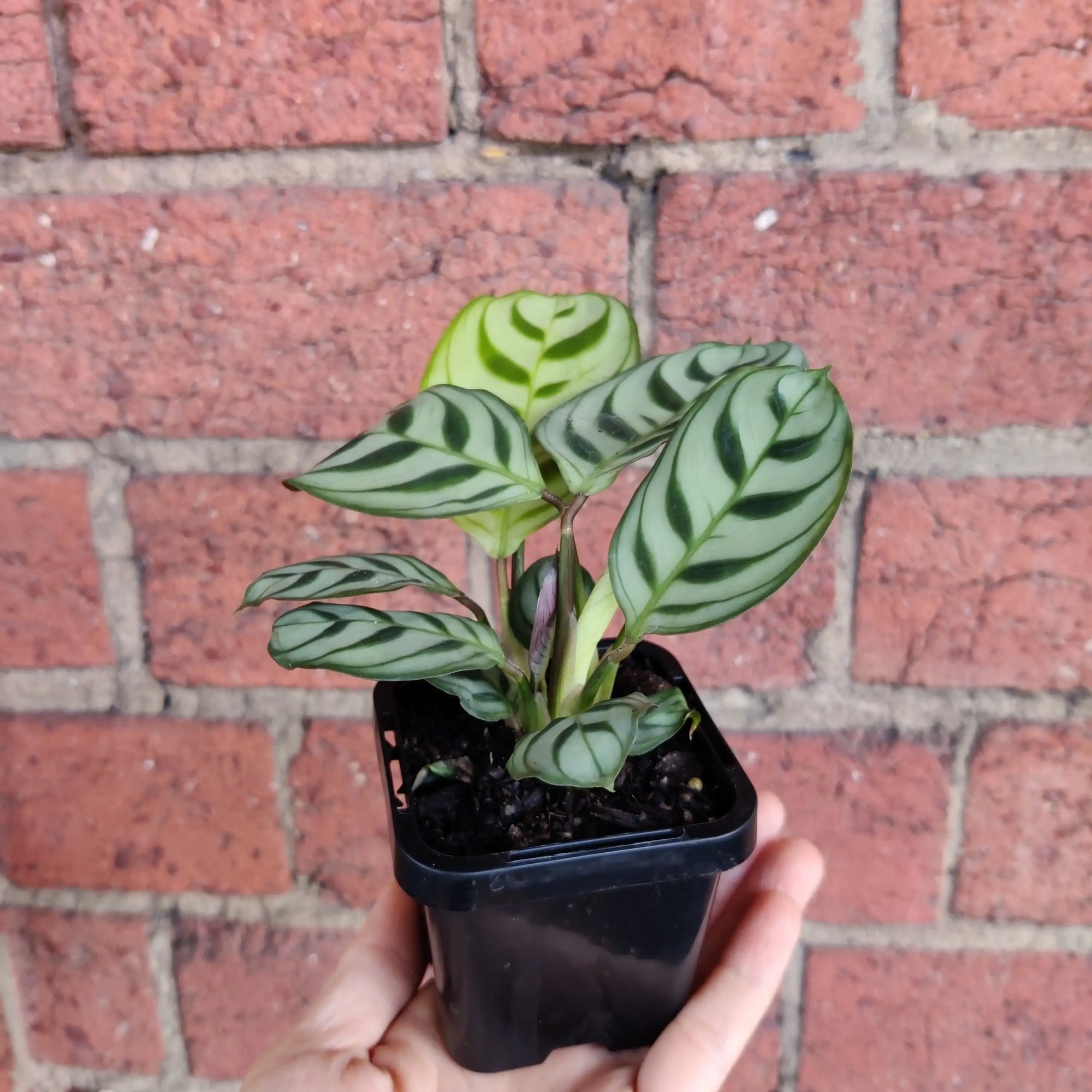 Baby Plant - Dark Vein Ctenanthe Burle Marxii Folia House