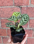 Baby Plant - Dark Vein Ctenanthe Burle Marxii Folia House