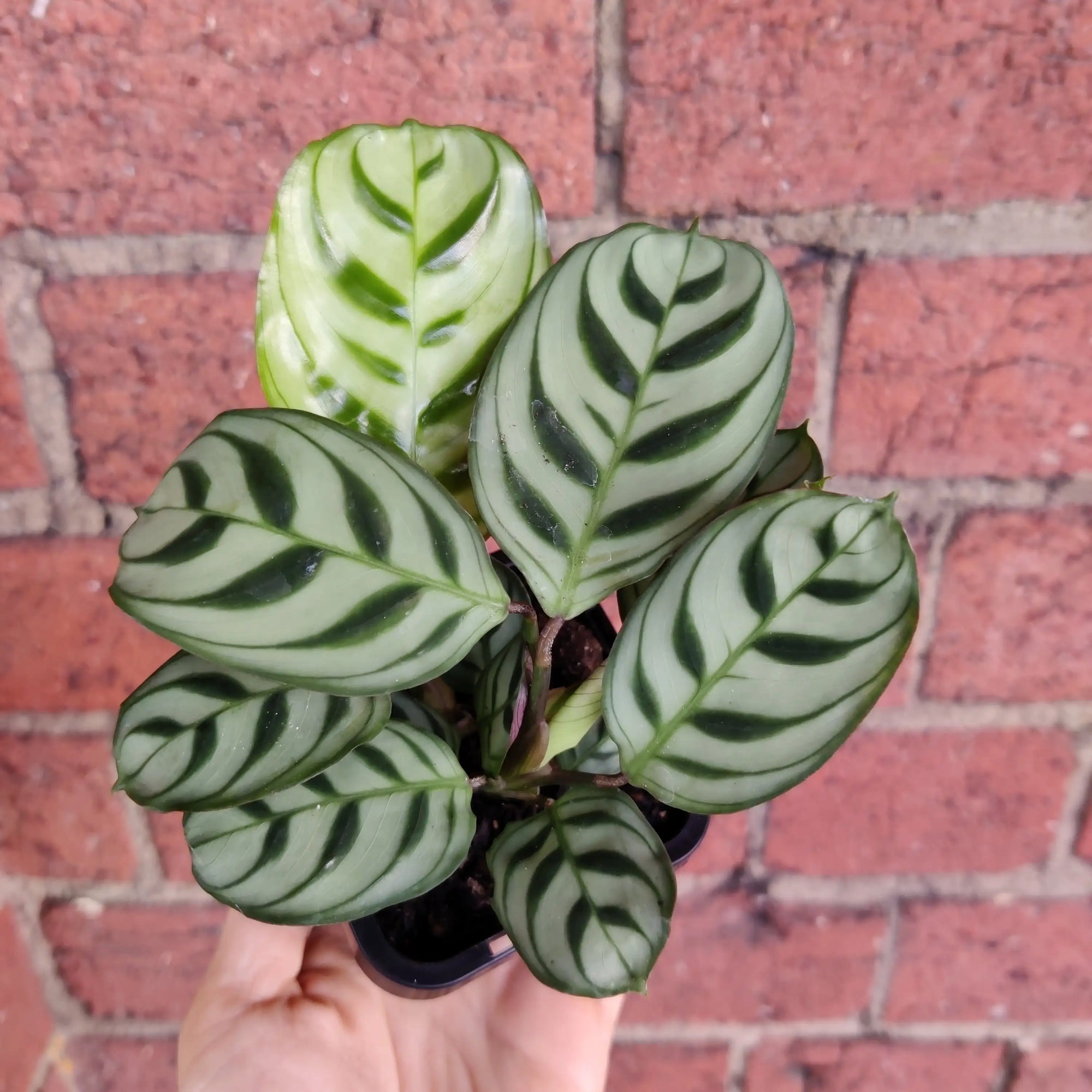 Baby Plant - Dark Vein Ctenanthe Burle Marxii Folia House