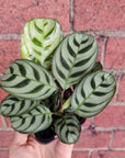 Baby Plant - Dark Vein Ctenanthe Burle Marxii Folia House