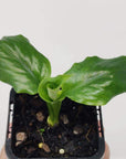 Baby Plant - Dwarf Peace Lily (super petite) Folia House