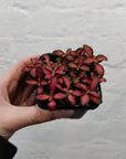 Baby Plant - Fittonia Forest Flame Folia House