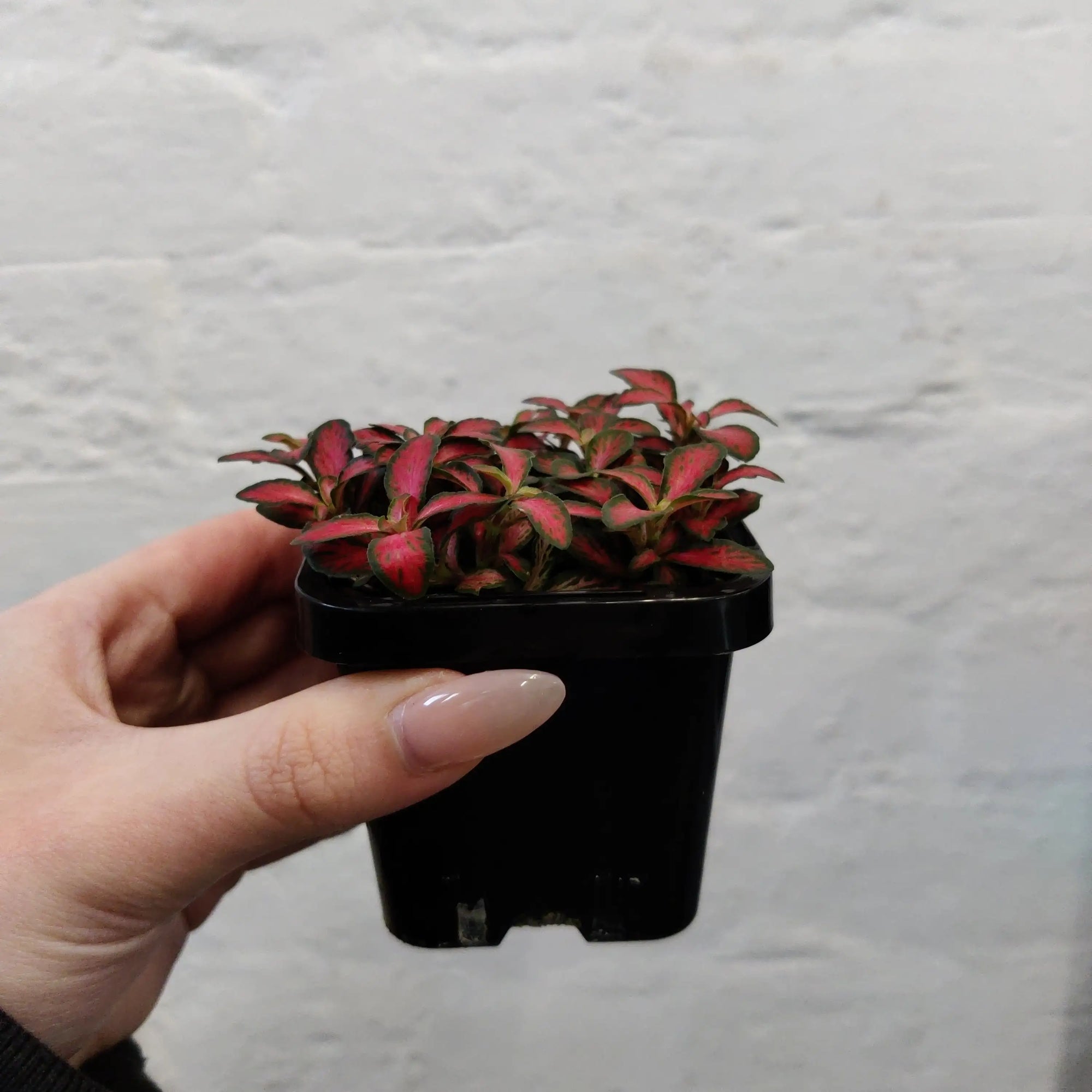 Baby Plant - Fittonia Forest Flame Folia House