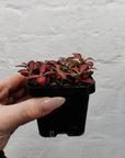 Baby Plant - Fittonia Forest Flame Folia House