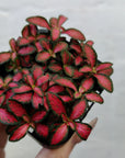 Baby Plant - Fittonia Forest Flame Folia House