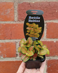 Baby Plant - Fittonia Jade Folia House