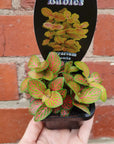 Baby Plant - Fittonia Jade Folia House