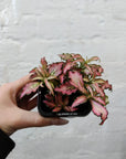 Baby Plant - Fittonia Light Pink Anne Folia House
