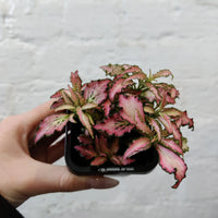 Baby Plant - Fittonia Light Pink Anne Folia House