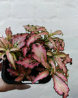 Baby Plant - Fittonia Light Pink Anne Folia House