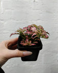 Baby Plant - Fittonia Light Pink Anne Folia House