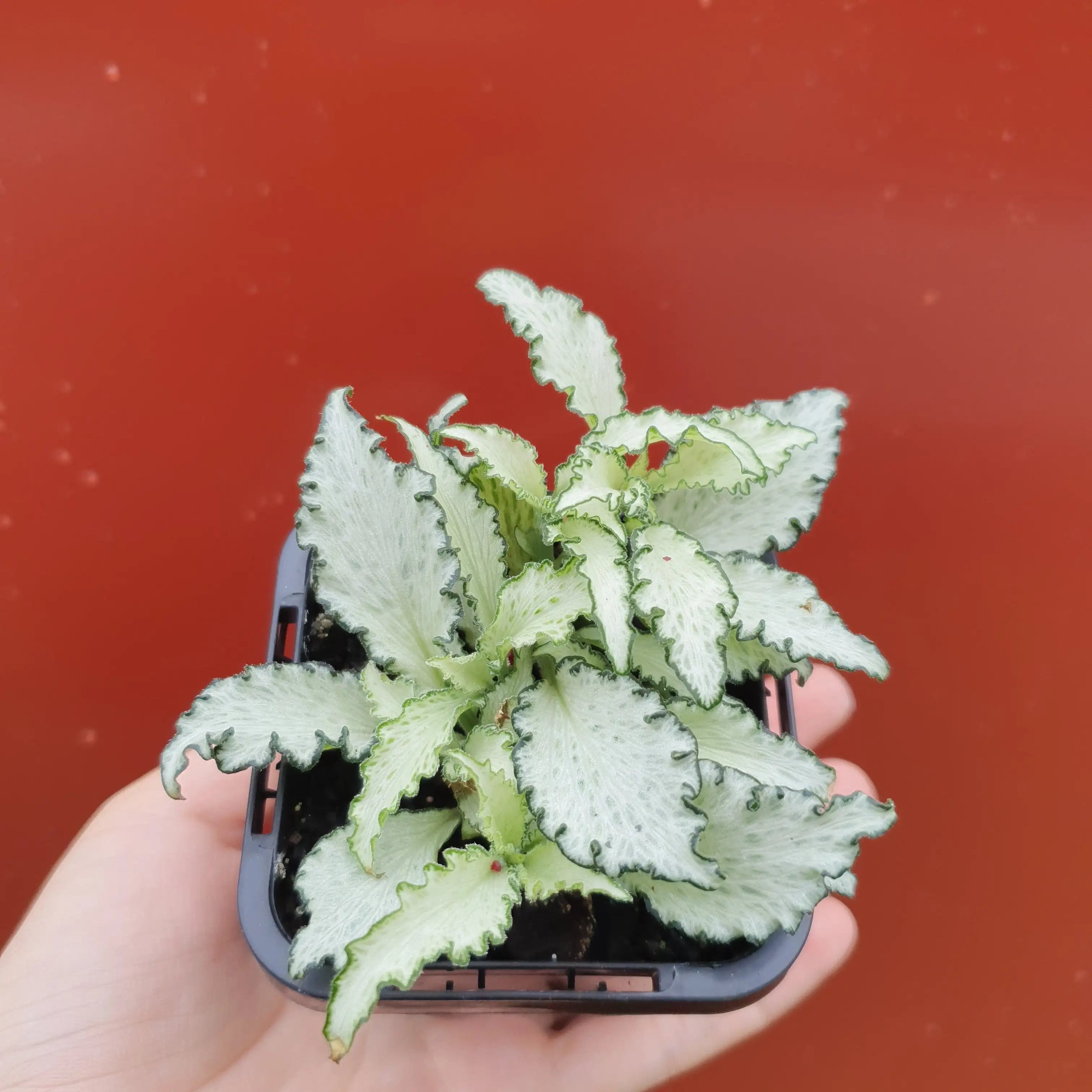 Baby Plant Fittonia Paradisian Star Folia House