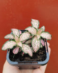 Baby Plant - Fittonia Peaches & Cream Folia House