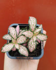 Baby Plant - Fittonia Peaches & Cream Folia House