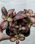 Baby Plant - Fittonia Pink Lighting Folia House