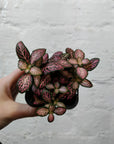 Baby Plant - Fittonia Pink Lighting Folia House