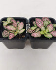 Baby Plant - Fittonia Pink Star Folia House