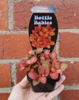 Baby Plant - Fittonia Red Flame Folia House
