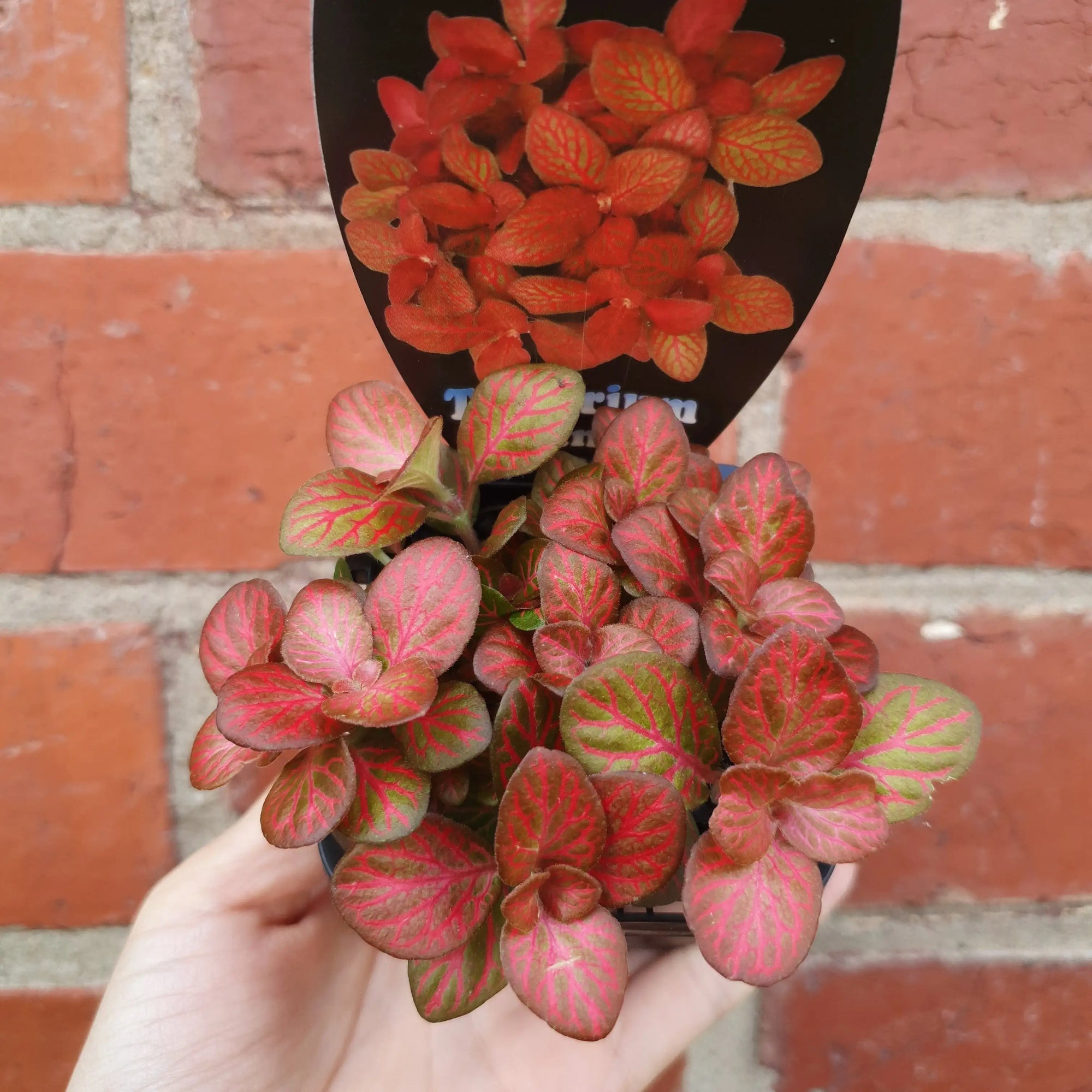 Baby Plant - Fittonia Red Flame Folia House