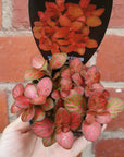 Baby Plant - Fittonia Red Flame Folia House