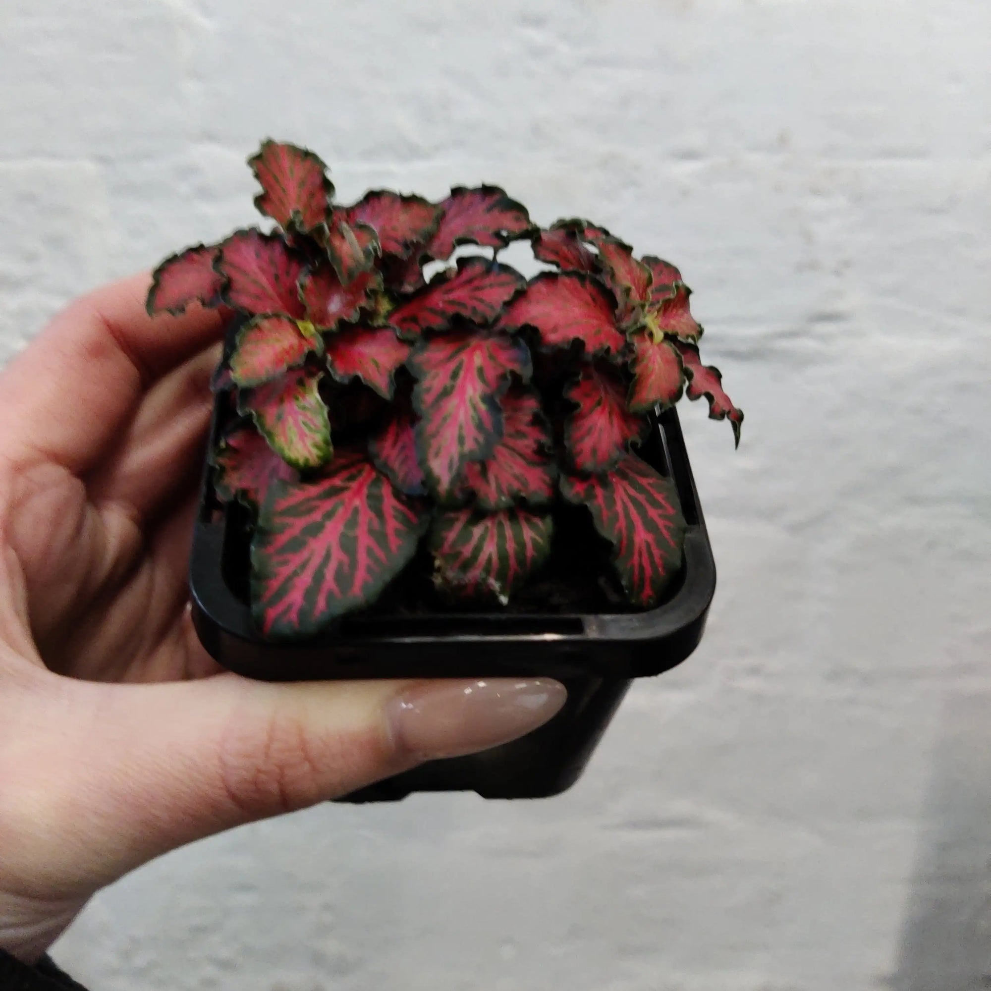Baby Plant - Fittonia Red Tabby Folia House