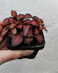 Baby Plant - Fittonia Red Tabby Folia House