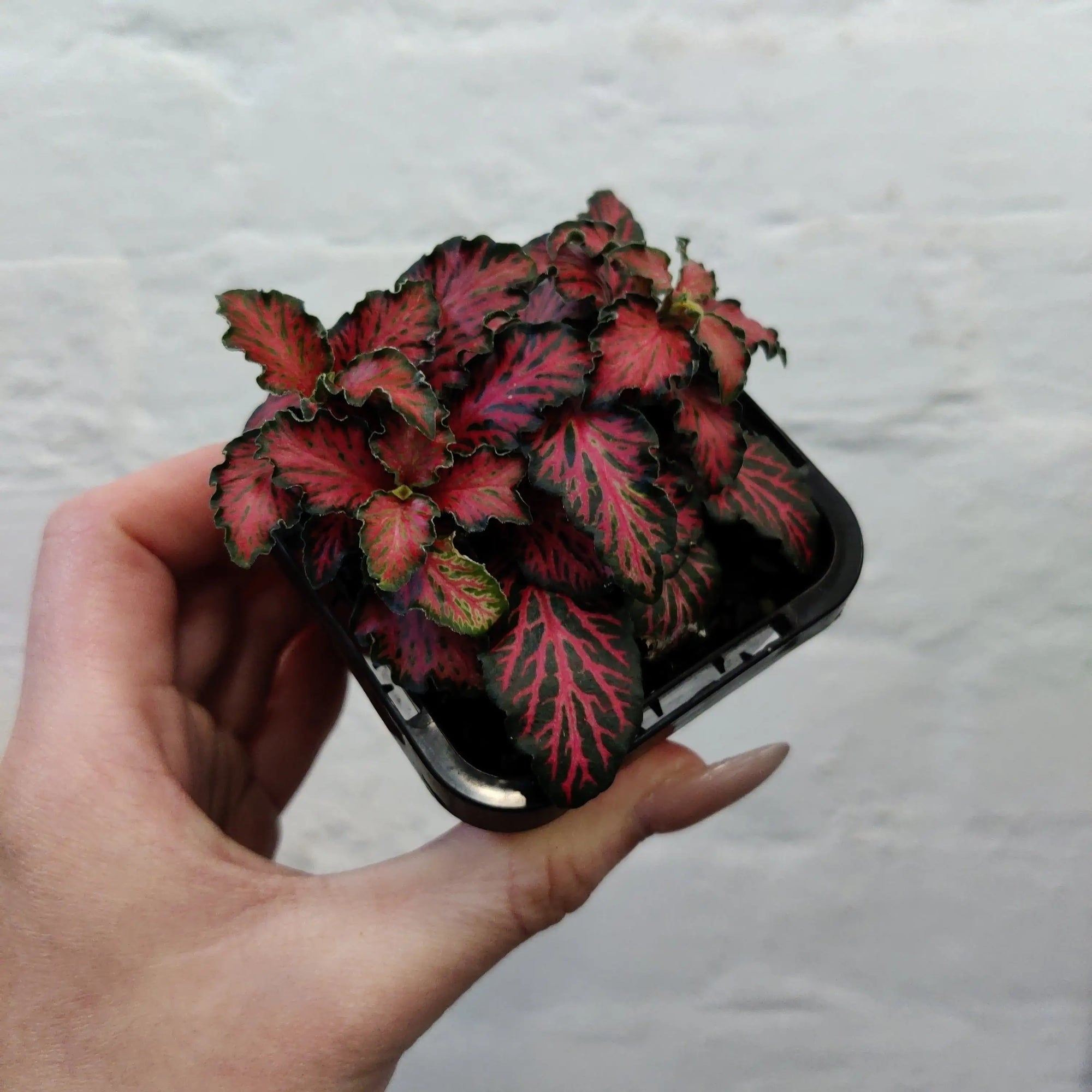 Baby Plant - Fittonia Red Tabby Folia House