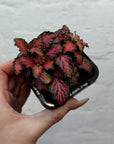 Baby Plant - Fittonia Red Tabby Folia House