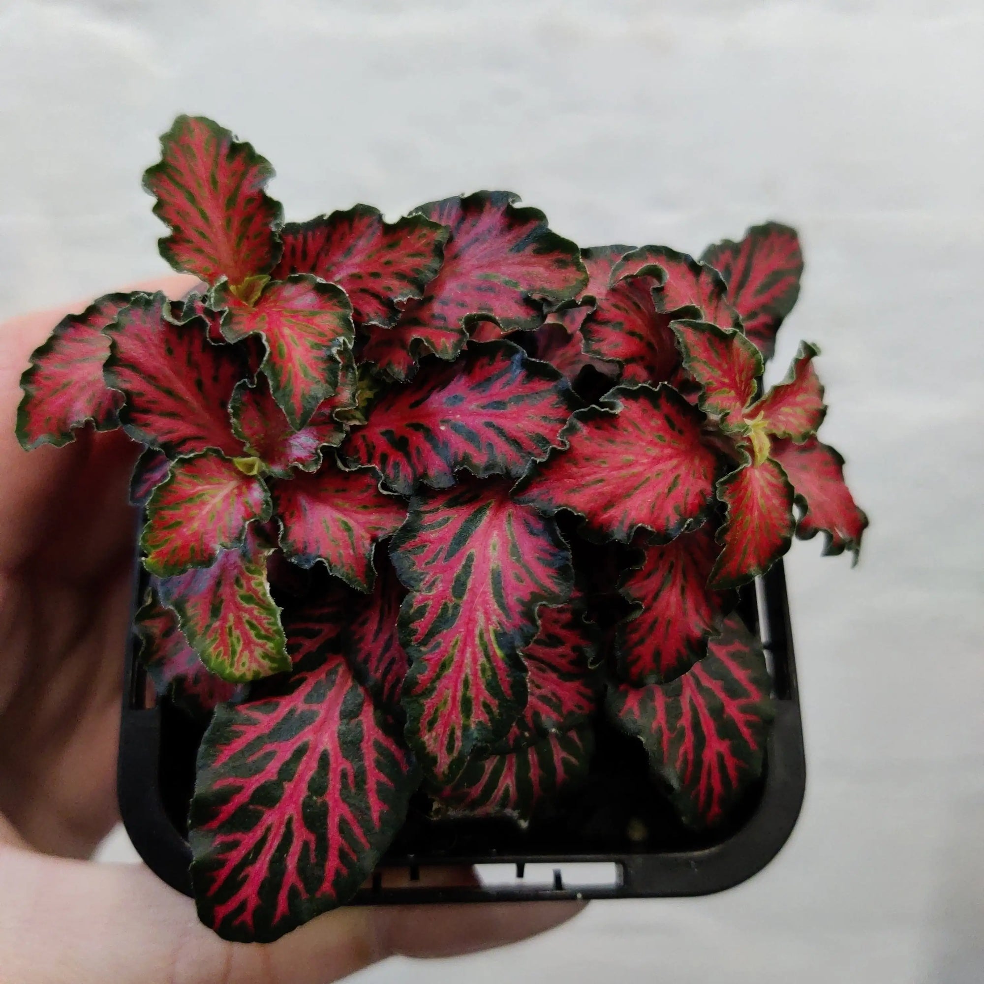 Baby Plant - Fittonia Red Tabby Folia House