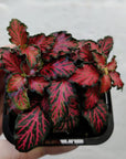 Baby Plant - Fittonia Red Tabby Folia House