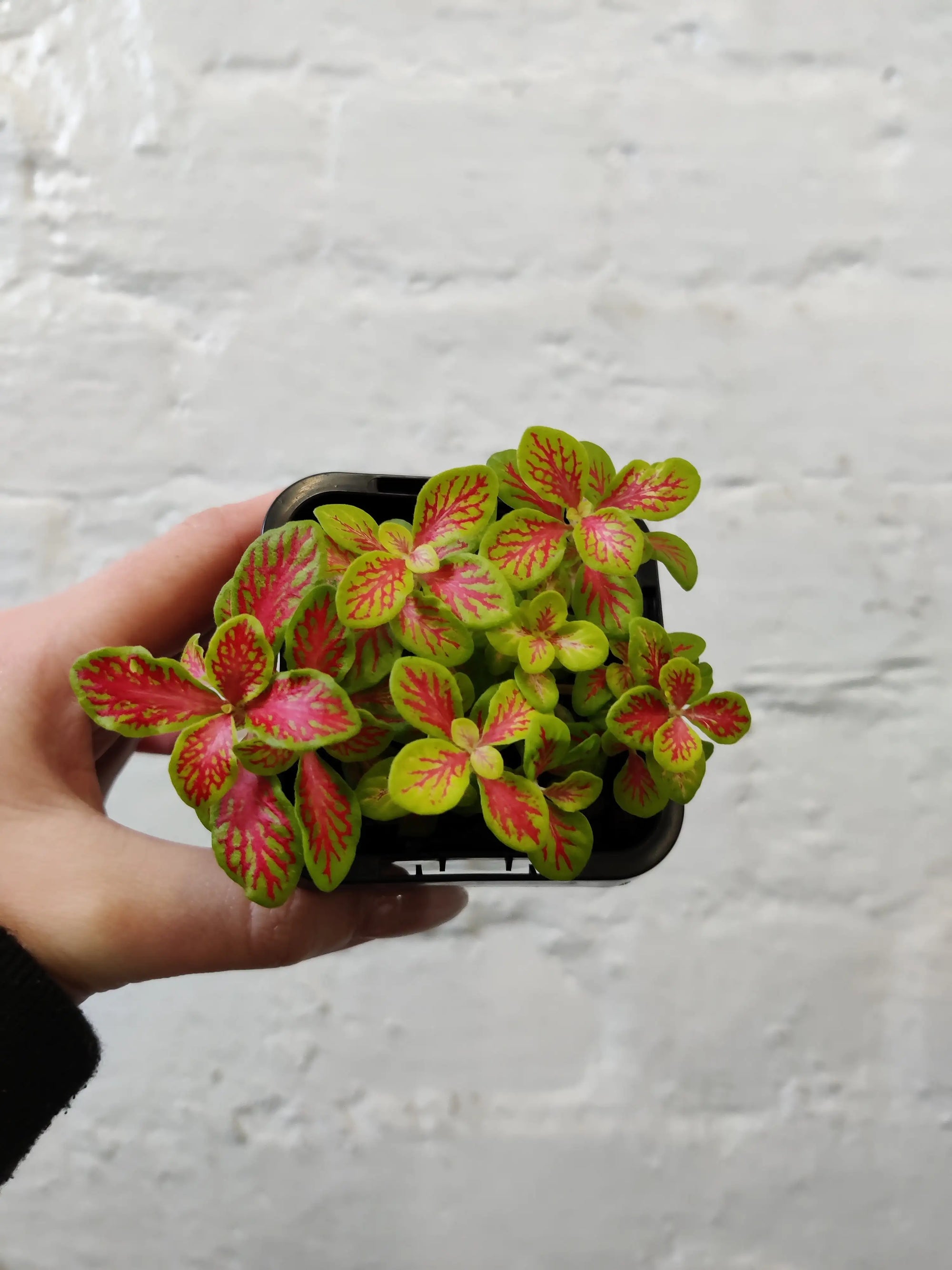 Baby Plant - Fittonia Sunshine