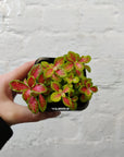 Baby Plant - Fittonia Sunshine