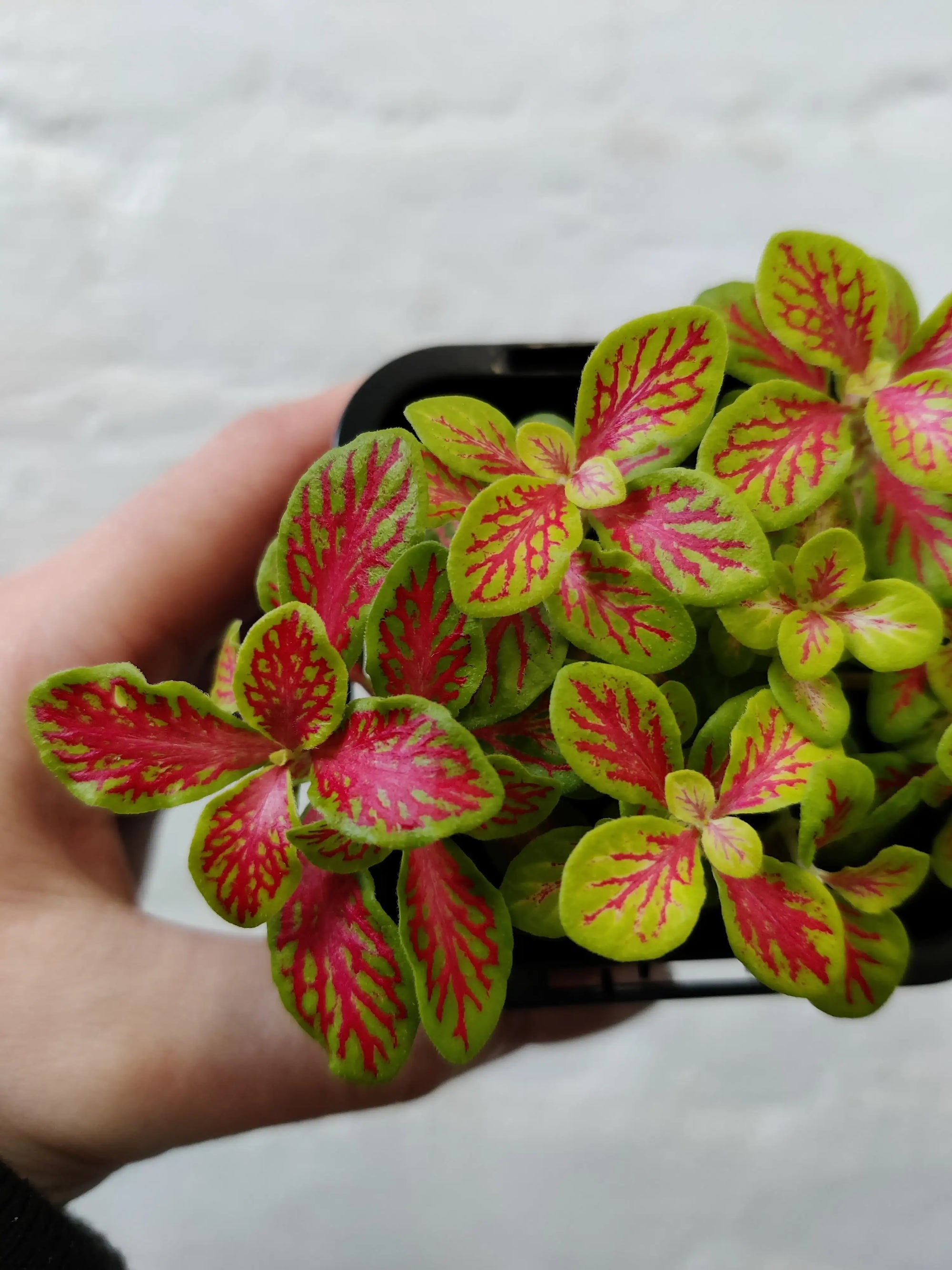 Baby Plant - Fittonia Sunshine