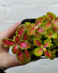 Baby Plant - Fittonia Sunshine