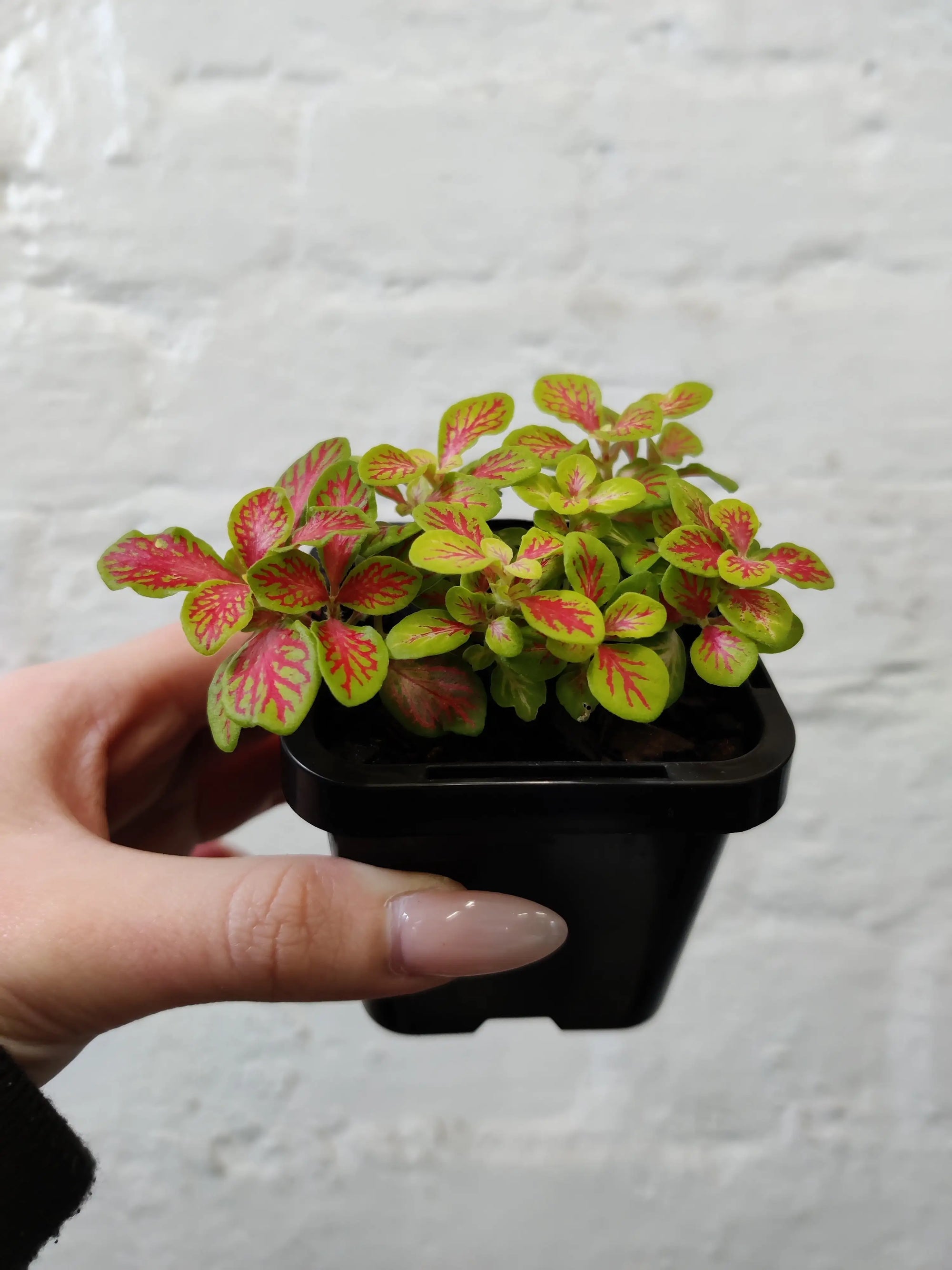 Baby Plant - Fittonia Sunshine